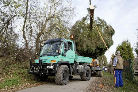 Mercedes Unimog carrying huge Christmas tree